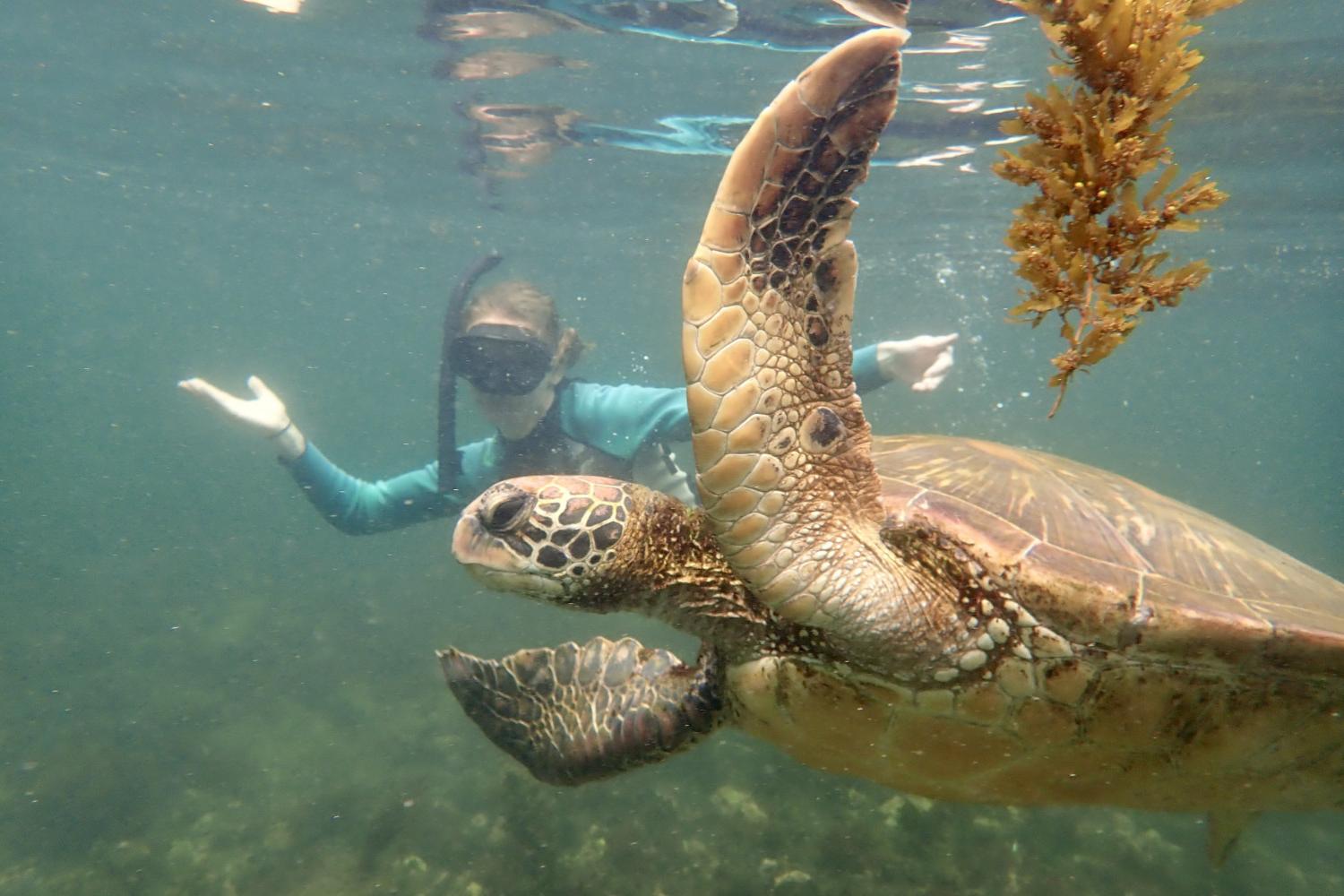 一名<a href='http://o3sa.qfyx100.com/'>bv伟德ios下载</a>学生在Galápagos群岛游学途中与一只巨龟游泳.